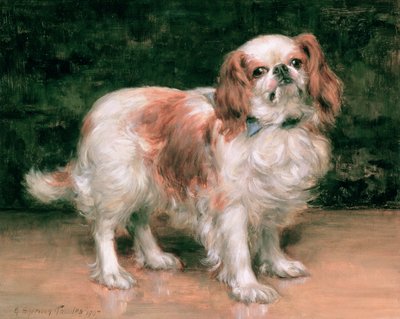 King Charles Spaniel, 1907 von George Sheridan Knowles